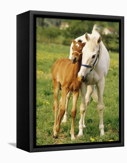 Mare and foal nuzzling. Urakawa, Hokkaido, Japan-Aso Fujita-Framed Stretched Canvas