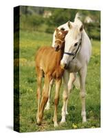 Mare and foal nuzzling. Urakawa, Hokkaido, Japan-Aso Fujita-Stretched Canvas