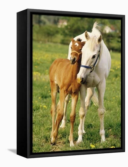 Mare and foal nuzzling. Urakawa, Hokkaido, Japan-Aso Fujita-Framed Stretched Canvas