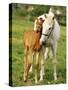 Mare and foal nuzzling. Urakawa, Hokkaido, Japan-Aso Fujita-Stretched Canvas