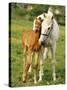 Mare and foal nuzzling. Urakawa, Hokkaido, Japan-Aso Fujita-Stretched Canvas