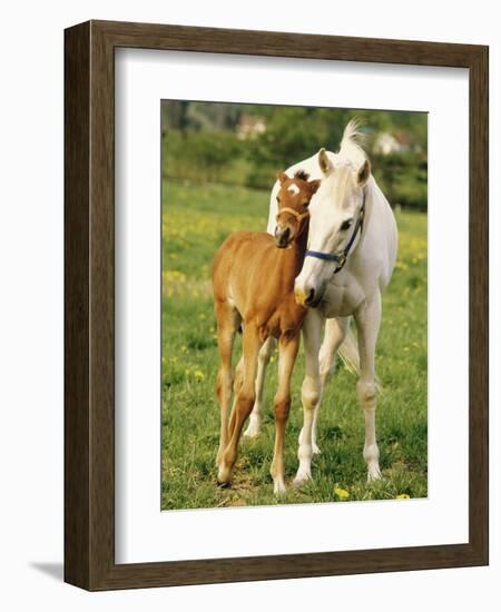 Mare and foal nuzzling. Urakawa, Hokkaido, Japan-Aso Fujita-Framed Photographic Print