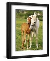 Mare and foal nuzzling. Urakawa, Hokkaido, Japan-Aso Fujita-Framed Photographic Print