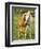 Mare and foal nuzzling. Urakawa, Hokkaido, Japan-Aso Fujita-Framed Photographic Print