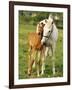 Mare and foal nuzzling. Urakawa, Hokkaido, Japan-Aso Fujita-Framed Photographic Print