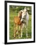 Mare and foal nuzzling. Urakawa, Hokkaido, Japan-Aso Fujita-Framed Photographic Print