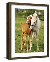 Mare and foal nuzzling. Urakawa, Hokkaido, Japan-Aso Fujita-Framed Photographic Print