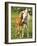 Mare and foal nuzzling. Urakawa, Hokkaido, Japan-Aso Fujita-Framed Photographic Print