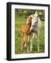 Mare and foal nuzzling. Urakawa, Hokkaido, Japan-Aso Fujita-Framed Photographic Print