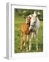 Mare and foal nuzzling. Urakawa, Hokkaido, Japan-Aso Fujita-Framed Photographic Print