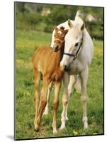 Mare and foal nuzzling. Urakawa, Hokkaido, Japan-Aso Fujita-Mounted Photographic Print