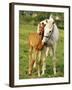 Mare and foal nuzzling. Urakawa, Hokkaido, Japan-Aso Fujita-Framed Photographic Print