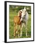 Mare and foal nuzzling. Urakawa, Hokkaido, Japan-Aso Fujita-Framed Photographic Print