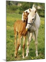 Mare and foal nuzzling. Urakawa, Hokkaido, Japan-Aso Fujita-Mounted Photographic Print