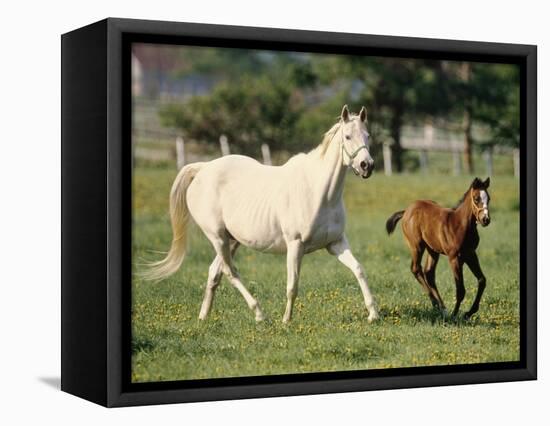 Mare and foal running in field, Urakawa, Hokkaido, Japan-Aso Fujita-Framed Stretched Canvas