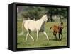 Mare and foal running in field, Urakawa, Hokkaido, Japan-Aso Fujita-Framed Stretched Canvas