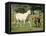 Mare and foal running in field, Urakawa, Hokkaido, Japan-Aso Fujita-Framed Stretched Canvas