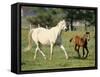 Mare and foal running in field, Urakawa, Hokkaido, Japan-Aso Fujita-Framed Stretched Canvas