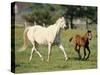 Mare and foal running in field, Urakawa, Hokkaido, Japan-Aso Fujita-Stretched Canvas