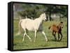 Mare and foal running in field, Urakawa, Hokkaido, Japan-Aso Fujita-Framed Stretched Canvas