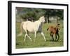 Mare and foal running in field, Urakawa, Hokkaido, Japan-Aso Fujita-Framed Photographic Print