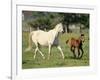 Mare and foal running in field, Urakawa, Hokkaido, Japan-Aso Fujita-Framed Photographic Print