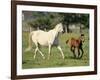 Mare and foal running in field, Urakawa, Hokkaido, Japan-Aso Fujita-Framed Photographic Print