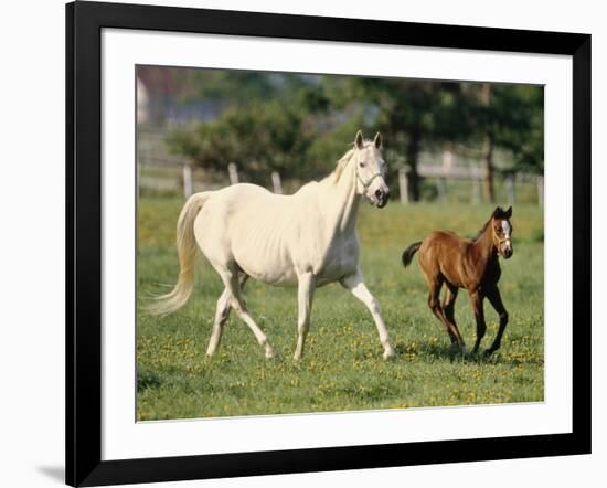 Mare and foal running in field, Urakawa, Hokkaido, Japan-Aso Fujita-Framed Photographic Print