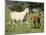 Mare and foal running in field, Urakawa, Hokkaido, Japan-Aso Fujita-Mounted Photographic Print