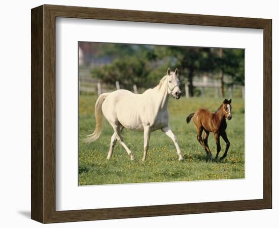 Mare and foal running in field, Urakawa, Hokkaido, Japan-Aso Fujita-Framed Photographic Print