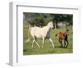 Mare and foal running in field, Urakawa, Hokkaido, Japan-Aso Fujita-Framed Photographic Print