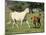 Mare and foal running in field, Urakawa, Hokkaido, Japan-Aso Fujita-Mounted Photographic Print