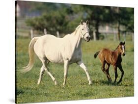 Mare and foal running in field, Urakawa, Hokkaido, Japan-Aso Fujita-Stretched Canvas