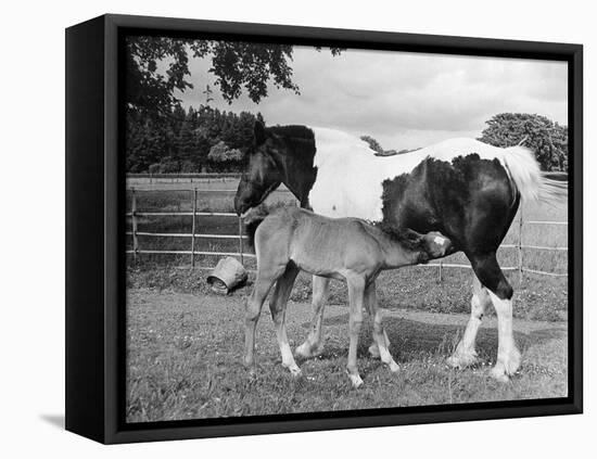 Mare and Foal-null-Framed Stretched Canvas