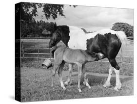Mare and Foal-null-Stretched Canvas