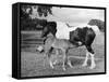 Mare and Foal-null-Framed Stretched Canvas