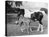 Mare and Foal-null-Stretched Canvas