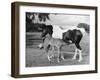 Mare and Foal-null-Framed Premium Photographic Print