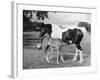 Mare and Foal-null-Framed Photographic Print