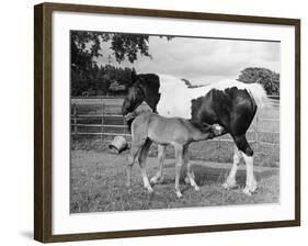 Mare and Foal-null-Framed Photographic Print