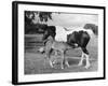 Mare and Foal-null-Framed Photographic Print