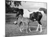 Mare and Foal-null-Mounted Photographic Print