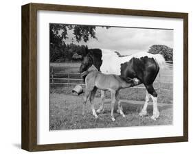 Mare and Foal-null-Framed Photographic Print