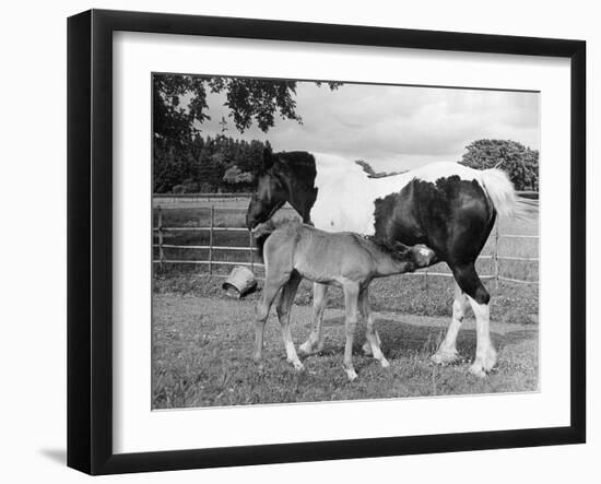 Mare and Foal-null-Framed Photographic Print