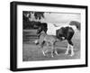 Mare and Foal-null-Framed Photographic Print