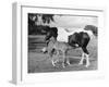 Mare and Foal-null-Framed Photographic Print