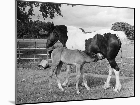 Mare and Foal-null-Mounted Photographic Print