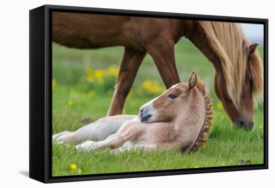 Mare and New Born Foal, Iceland-null-Framed Stretched Canvas