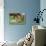 Mare and New Born Foal, Iceland-null-Stretched Canvas displayed on a wall