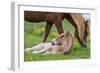 Mare and New Born Foal, Iceland-null-Framed Premium Photographic Print